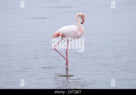 Ein einziger großer Flamingo steht elegant in den flachen Gewässern Namibias, Afrika. Die rosafarbenen Federn und der geschwungene Hals stehen in wunderschönem Kontrast zum c Stockfoto