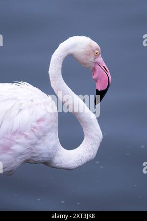 Eine zarte Schönheit eines größeren Flamingos, gekennzeichnet durch seinen unverwechselbaren rosafarbenen Schnabel und sein blasses Gefieder, vor einem weichen, grauen Hintergrund in Namibia. Stockfoto