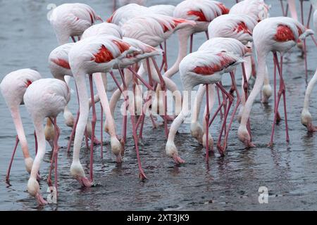 Eine Schar großer Flamingos, die in flachen Gewässern nach Nahrung suchen und ihre leuchtenden rosa und weißen Federn und langen, schlanken Beine in Namibia zeigen, Stockfoto