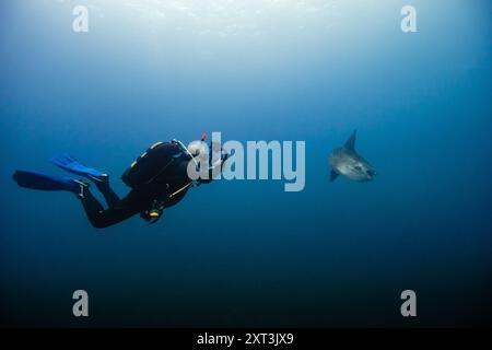 Unterwasserbild eines männlichen Tauchers, der auf die Kamera blickt, ausgestattet mit voller Tauchausrüstung, filmt einen Mola Mola, Sonnenfisch, während er in der Nähe in trübem Blau schwimmt Stockfoto