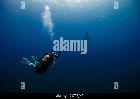 Ein nicht wiedererkennbarer männlicher Taucher, der volle Sportausrüstung trägt, erkundet die ruhigen Tiefen des Ozeans zusammen mit einem Mola Mola, einem Sonnenfisch. Stockfoto