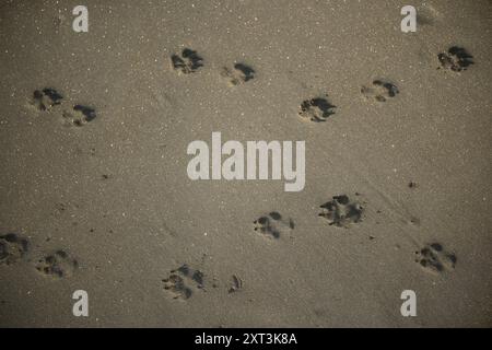 Die Fußabdrücke einer Hundepfoten, die auf schwarzem Sand an einem tropischen Strand spazieren Stockfoto