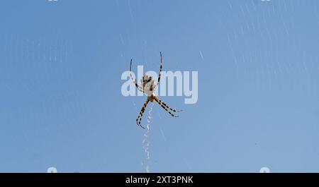 Argiope bruennichi Eine wunderschöne Wasp Spider, die eine Fliege isst, die sich in ihrem Netz verfangen hat Stockfoto