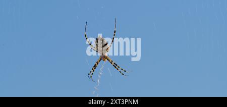 Argiope bruennichi Eine wunderschöne Wasp Spider, die eine Fliege isst, die sich in ihrem Netz verfangen hat Stockfoto