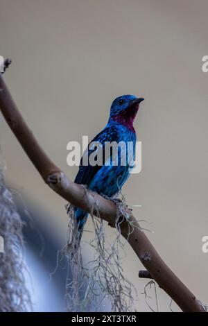 Nahaufnahme von Wilsons Paradiesvogel Stockfoto