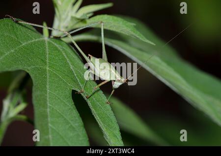 Gabelschwanzer Bush Katydid, Scudderia furcata, männliche Nymphe Stockfoto