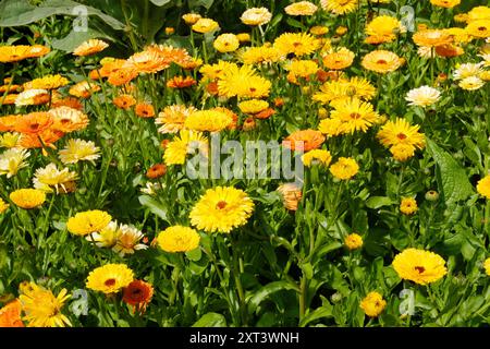 Pot Marigolds oder Calendulas an einem sonnigen Tag - John Gollop Stockfoto