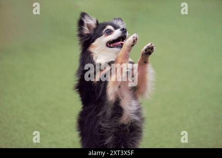 Erwachsene, weiblich, schwarz, weiß und braun, Chihuahua-Hund, auf Hinterbeinen mit Vorderpfoten vor ihr stehend, einen Trick ausführen und glücklich aussehen. Stockfoto