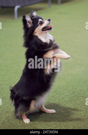 Erwachsene, weiblich, schwarz, weiß und braun, Chihuahua-Hund, auf Hinterbeinen stehend mit gebeugten Vorderpfoten vor ihr, flehend um ein Leckerli, glücklich aussehend. Stockfoto