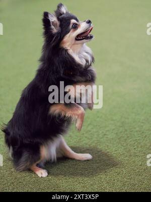 Erwachsene, weiblich, schwarz, weiß und braun, Chihuahua-Hund, auf Hinterbeinen stehend mit gebeugten Vorderpfoten vor ihr, flehend um ein Leckerli, glücklich aussehend. Stockfoto