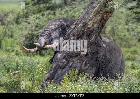 Einsame Bullenelefanten reiben sich am Fever Tree, Ngorongoro-Krater, Tansania Stockfoto