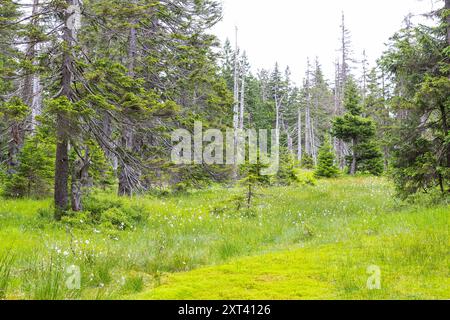 feuchter Waldboden mit Wollgras Eriophorum an der Baumgrenze, nahe der Wosseckerbaude, Riesengebirge, Tschechien *** feuchter Waldboden mit Baumwollgra Stockfoto