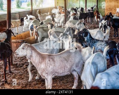 Kleine Unternehmen, landwirtschaftliche Kleintiere, Ziegen unter dem Stall auf dem Bauernhof bei Sonnenuntergang in einem Dorf in Botswana Stockfoto