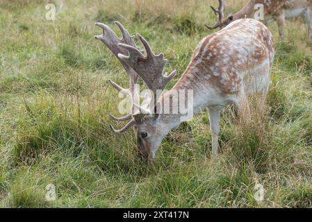 Weidewild (Dama Dama) im Richmond Park, Surrey Stockfoto