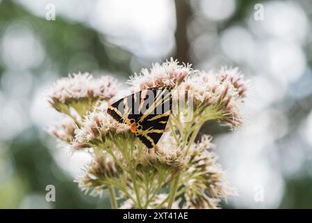 Der Tag fliegt Jersey Tiger (Euplagia quadripunctaria) auf der Hanflandwirtschaft in Richmond Park, Surrey Stockfoto