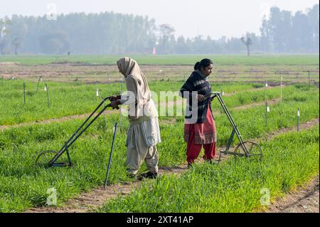 INDIEN, Ludhiana, PAU Punjab Agricultural University, Weizen-Versuchsfeld, Manuelle Unkrautjäte / INDIEN, Ludhiana, Punjab landwirtschaftliche Universität, Weizen Versuchsfelder, Manuelles Jäten Stockfoto