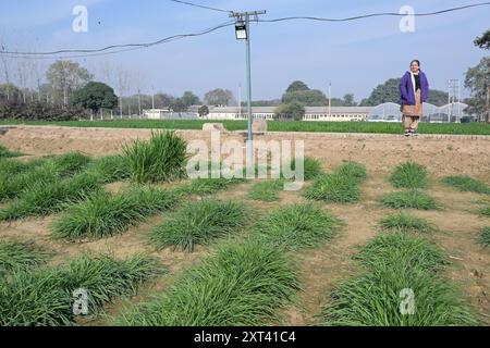 INDIEN, Ludhiana, PAU Punjab Agricultural University, Wheat Trial Field / INDIEN, Ludhiana, Punjab landwirtschaftliche Universität, Weizen Versuchsfelder Stockfoto