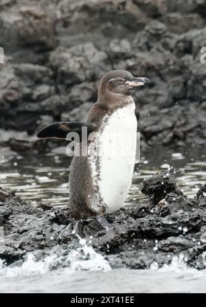 Galapagos-Pinguin, Galápagos-Pinguin, Manchot des Galápagos, Spheniscus mendiculus, galápagosi pingvin, Tintoreras, Galápagos-Inseln, Ecuador Stockfoto