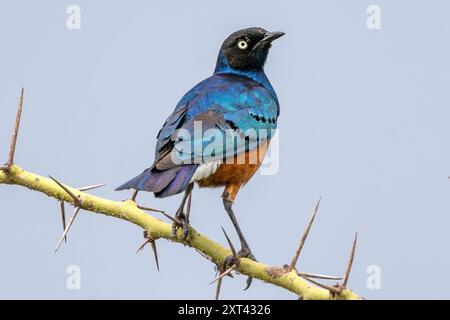 Toller Starling, Ngorongoro-Krater, Tansania Stockfoto