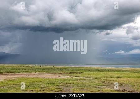 Gewitter, Lago Magadi, mit Flamingos und Herde von Gnus, Ngorongoro-Krater, Tansania Stockfoto