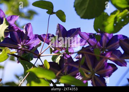 Dunkelviolette Clematis blüht neben Geißblatt (Lonicera Graham Thomas) in Blüte Stockfoto