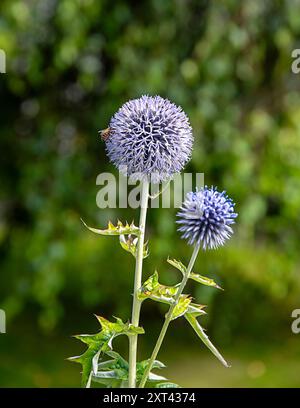 Hintergrundfotografie von Echinops bannaticus, Blaudorndistel; Bestäubung; Honigbiene; Insekt; Blume; Blume; Blume; Blume; Blume; Blume; Blume; Blume hell; Summe Stockfoto