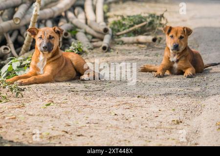 Zwei verspielte Welpen in braun und weiß, streunende Hunde schlafen in bangladesch. Stockfoto