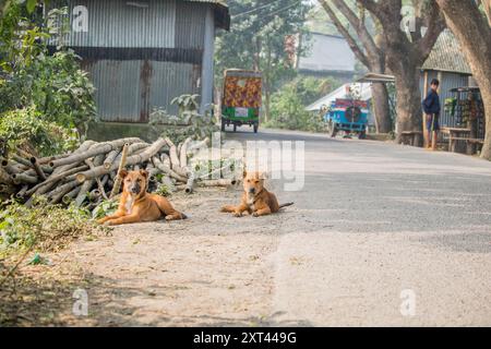 Zwei verspielte Welpen in braun und weiß, streunende Hunde schlafen in bangladesch. Stockfoto