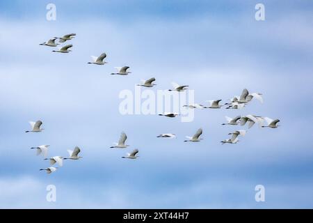 Rinderreiher, Ndutu Plains, Serengeti Nationalpark, Tansania Stockfoto