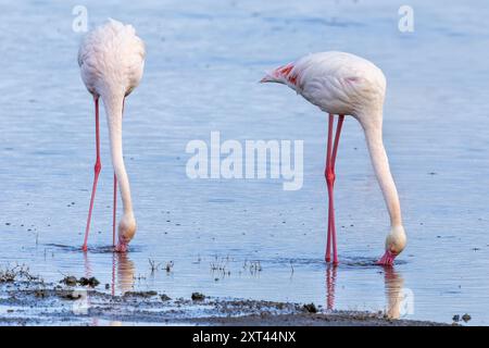 Greater Flamingo, Phoenicopterus roseus, Ndutu Lake, Ndutu Plains, Serengeti Nationalpark, Tansania Stockfoto