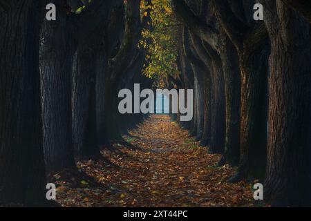 Lucca city, autumn foliage in tree tunnel walkway in a foggy morning. Tuscany region, Italy. Stockfoto