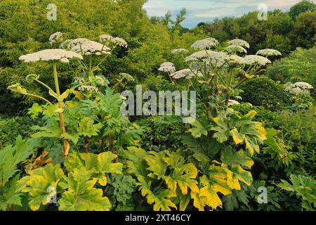 Hogweed ist eine giftige und sich aktiv ausbreitende Pflanze am Boden. Umbellate Unkrautpflanze Kuh Pastinaken blüht an einem Sommertag auf einem Feld. Reifung von Stockfoto