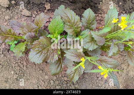 Senfblätter im Garten mit defokussiertem Laub. Nahaufnahme vieler grüner und lila Senfpflanzen, die an einem sonnigen Tag im Gemeinschaftsgarten wachsen. Gigantische Re Stockfoto