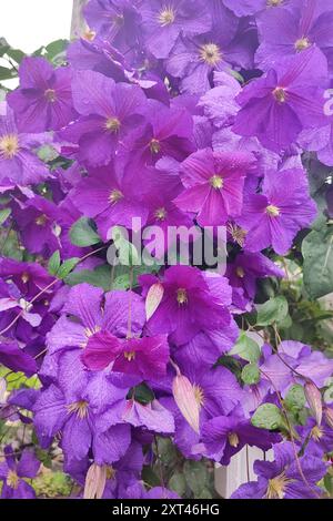 Die üppige Clematis Niobe von dunkelvioletter Farbe mit einer großen Blume im Garten. Clematis Blume blüht im Garten. Stockfoto