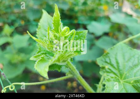 Gurkensprossen. Gurkensprossen im Garten. Stockfoto