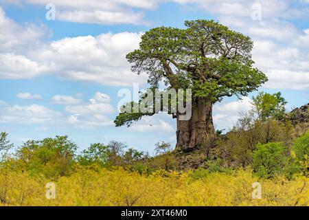 Afrikanischer Baobab (Adansonia digitata) in Shingwedzi, Kruger NP, Südafrika. Stockfoto