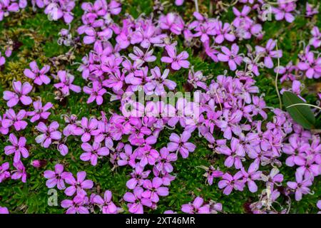 Moss campion (Silene acualis) aus Hjámeyri, Raydarfjordur, Ost-Island, Ende Mai. Stockfoto