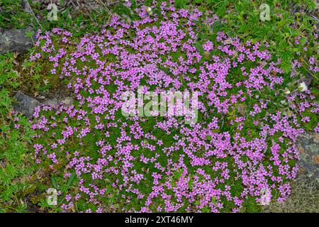 Moss campion (Silene acualis) aus Hjámeyri, Raydarfjordur, Ost-Island, Ende Mai. Stockfoto