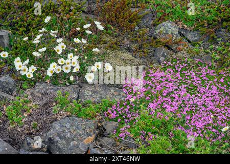 Bergavens (Dryas octopetala), Moos campion (Silene acualis) und Alpendame (Alchemilla alpina) aus Hjálmeyri, Reydarfjordur, Ost-Icel Stockfoto