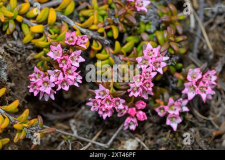 Wilder Thymian (Thymus praecox arcticus), fotografiert Ende Mai in Gufufoss, Seydisfjordur, Ost-Island. Stockfoto