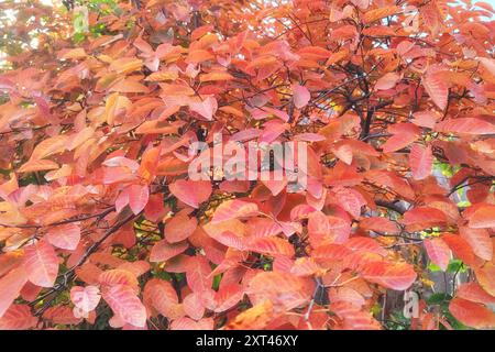 Irga Herbst gegen den Himmel. Im hellen Garten. Rote Blätter und Beeren im Herbst. Stockfoto