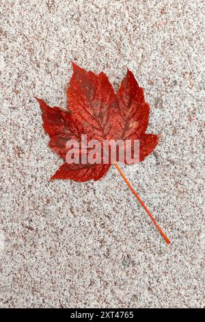 Rotes Ahornblatt auf weißem Schnee im Winter, Herbstahornblatt am verschneiten Tag für Hintergrund Stockfoto