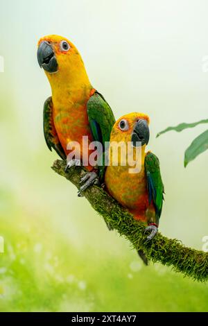 Jandaya Sittich, Aratinga jandaya Stockfoto