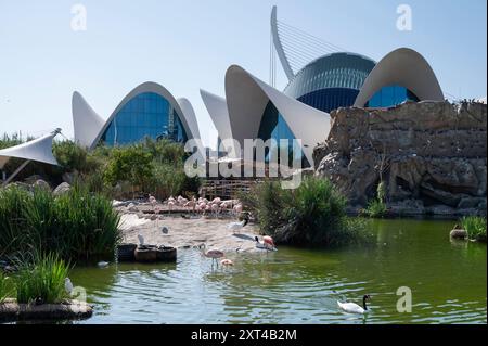 Blick auf das L'Oceanogràfic in der Stadt der Künste und Wissenschaften in Valencia. Er ist Europas größter ozeanographischer Park und zeigt die bezaubernde Welt der Meereslebewesen mit über 500 Arten, darunter Delfine, Belugas und Haie. Stockfoto