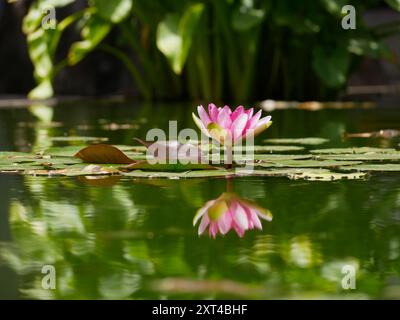 Rosafarbene Seerose in einem Teich, der sich im Wasser spiegelt. Lotusblüte im botanischen Garten Santa Cruz de Tenerife. Nymphaea pygmaea Attraktion Paul Heriot Seite Stockfoto