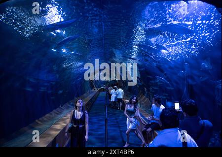 Valencia, Spanien. August 2024. Besucher werden im L'Oceanogràfic in der Stadt der Künste und Wissenschaften in Valencia gesehen. Er ist Europas größter ozeanographischer Park und zeigt die bezaubernde Welt der Meereslebewesen mit über 500 Arten, darunter Delfine, Belugas und Haie. (Foto: Miguel Candela/SOPA Images/SIPA USA) Credit: SIPA USA/Alamy Live News Stockfoto