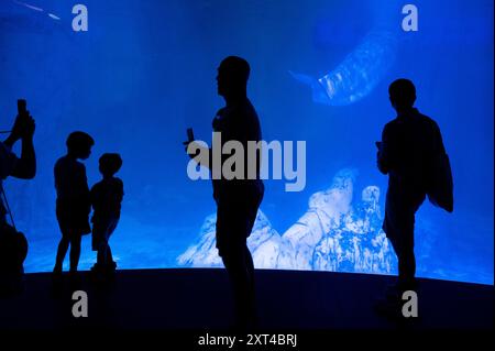 Valencia, Spanien. August 2024. Besucher beobachten Belugawale, auch bekannt als Weißwale, in L'Oceanogràfic in der Stadt der Künste und Wissenschaften in Valencia. Er ist Europas größter ozeanographischer Park und zeigt die bezaubernde Welt der Meereslebewesen mit über 500 Arten, darunter Delfine, Belugas und Haie. (Foto: Miguel Candela/SOPA Images/SIPA USA) Credit: SIPA USA/Alamy Live News Stockfoto