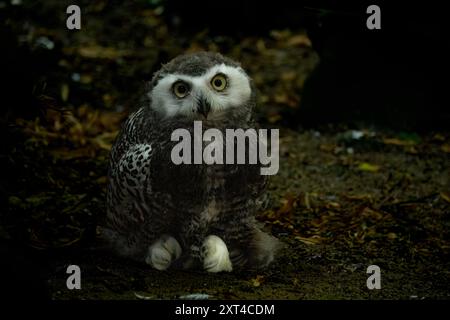 Überraschte junge Schneeeule mit offenem Mund. Polare oder weiße Eulenküken (Bubo scandiacus) mit gelben Augen mit dunkelgrauem mesoptilem Gefieder. Stockfoto