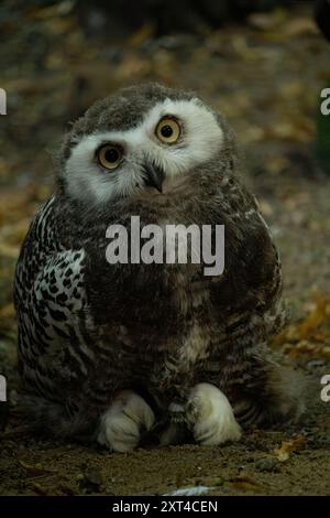 Überraschte junge Schneeeule mit offenem Mund. Polare oder weiße Eulenküken (Bubo scandiacus) mit gelben Augen mit dunkelgrauem mesoptilem Gefieder. Stockfoto