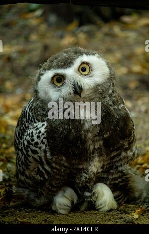 Überraschte junge Schneeeule mit offenem Mund. Polare oder weiße Eulenküken (Bubo scandiacus) mit gelben Augen mit dunkelgrauem mesoptilem Gefieder. Stockfoto